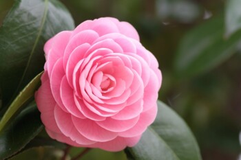 Изображение реализован 