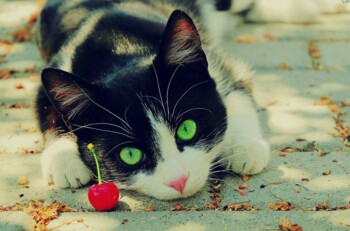 кпагшыушдагуышдгпанр